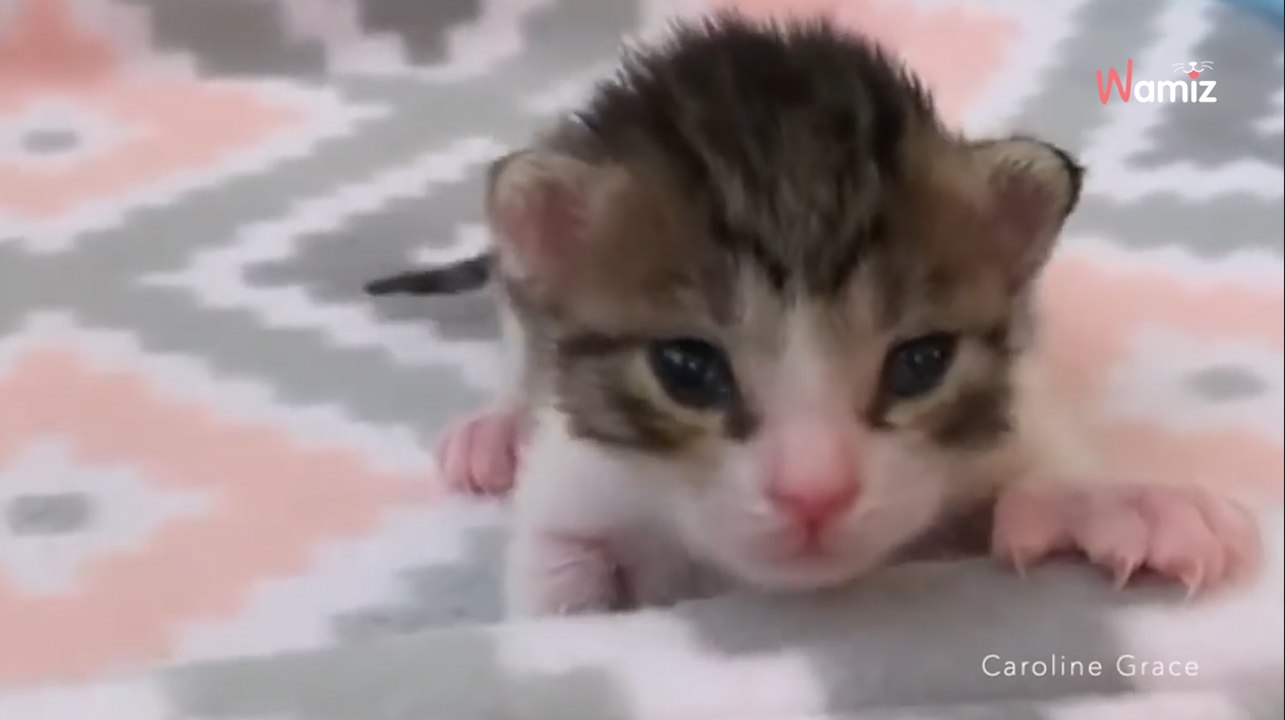 Frau findet ein süßes Kätzchen: Als sie seine Pfoten sieht, wird ihr ganz anders