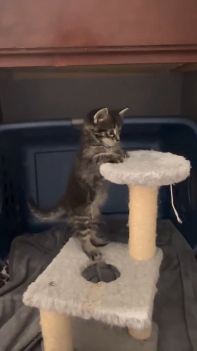Foster Kitten Falls off Cat Tree While Trying to Reach Upward