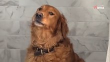 Golden Retriever außer sich, als er sieht, was seine Familie gekauft hat