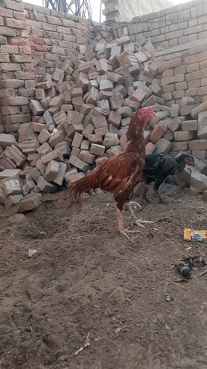 VID_20240726_070018