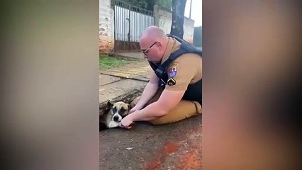 Cachorro é resgatado por PM de bueiro em Foz do Iguaçu