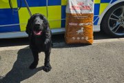 Meet police dog Benji who has been given a second chance at life after suffering ‘unimaginable neglect’