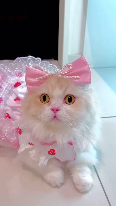 World best cuteness cat is a real princess ❤️