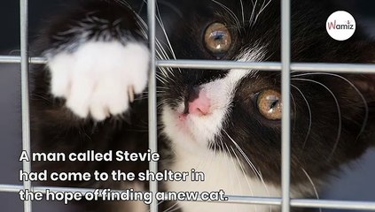 Cat who hates everyone approaches guy at adoption event and changes her fate