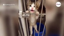 Gatito llora desconsolado en el refugio: sus maullidos parten el corazón