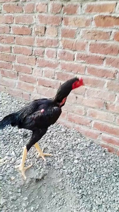 Shamo murga