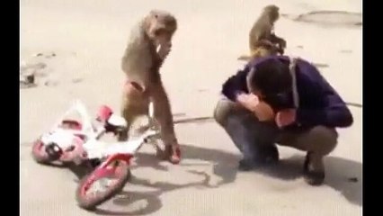 Funniest Monkey  -  cute and funny monkey videos (Copyright Free) Full HD