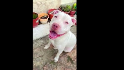 EL PITBULL  ALBINO EL MAS PODEROSO DE TODOS