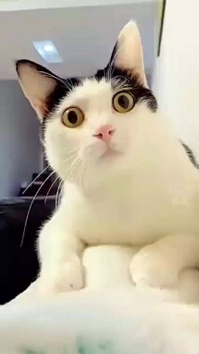 Cat  reaction