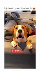 Animal Antics: The Funniest Pets on the Planet! Part 14