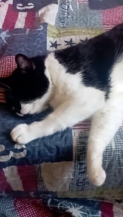 The cat