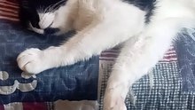 The cat was right