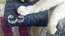 The cat of the house