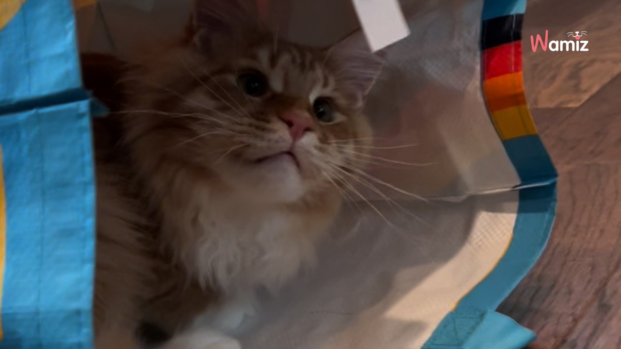 Elle passe devant le sac des courses : son cœur manque un battement en voyant ce qui dépasse (vidéo)