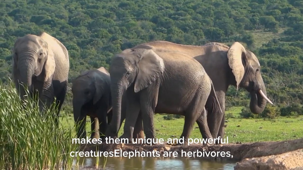 Elephant documentary | Hathi | animal | nature |