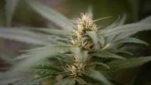 La Legalización De La Marihuana Medicinal Tiene Un 