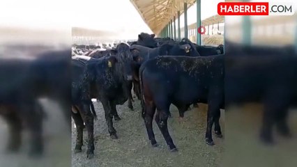 Angus Sığırlarının Saldırısı Sonucu İşçi Hayatını Kaybetti