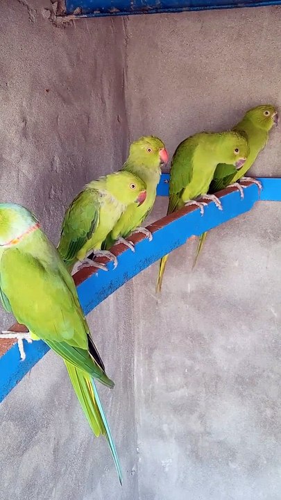 Parrot's Release ⁉️ 
