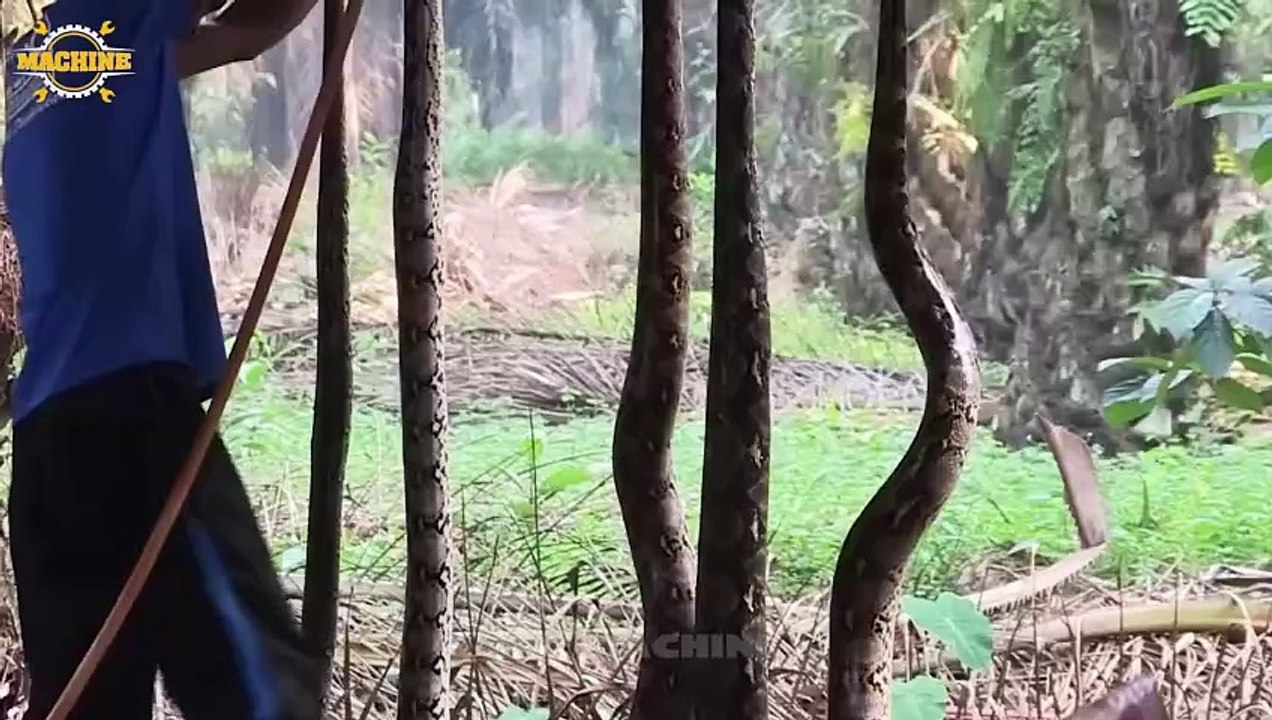 How a FarmeYear from Python Skin - Snake Farm