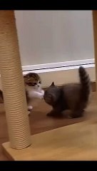 Cat Funny Videos #cat #funny #shorts