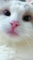 Cute Cat Voice Short  Video _shorts _cat