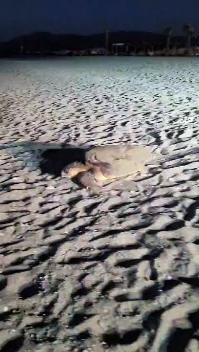 Une tortue a fait son nid sur une plage de Saint-Cyprien (Pyrénées-Orientales)