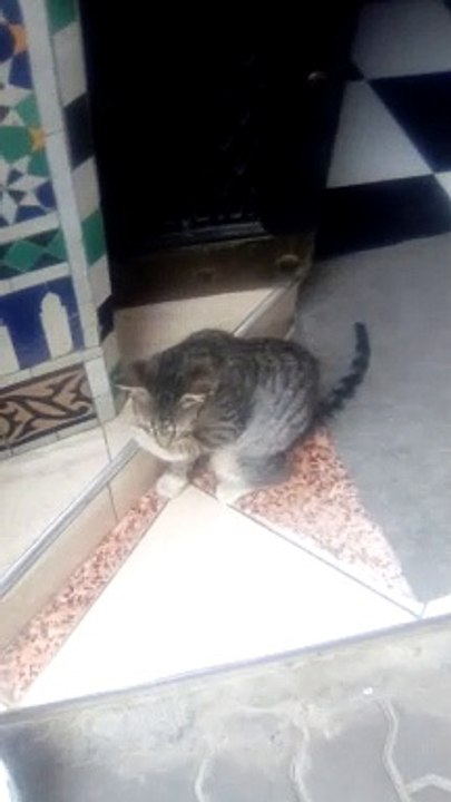 A cat In front of a door