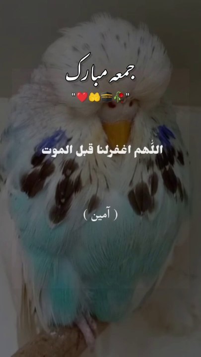 Birds 26.7.24
