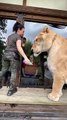 the-worlds-largest-cat-guinness-book-of-world-records-three-times-liger-myrtlebeachsafari