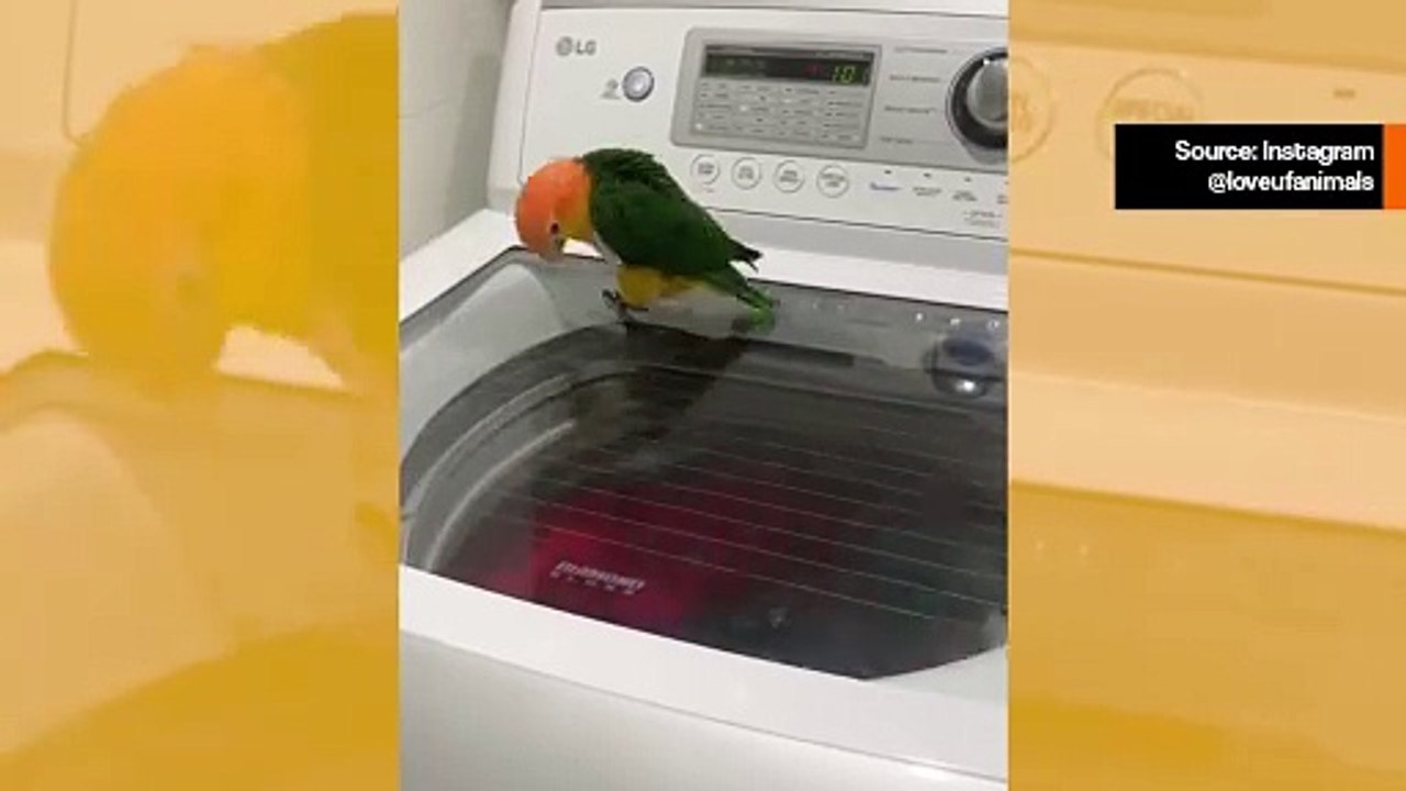 Hilarisk video: en fågel blir galen med tvättmaskinen