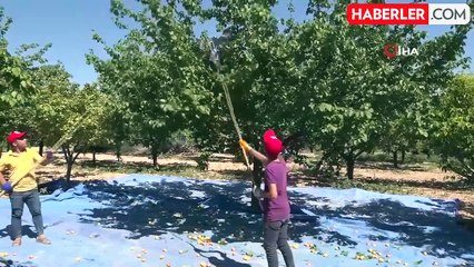 Malatya'da kayısı fiyatlarında istikrar arayışı sürüyor