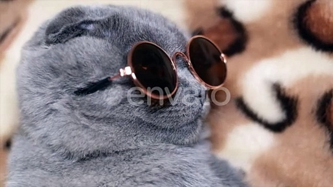 sassy cat