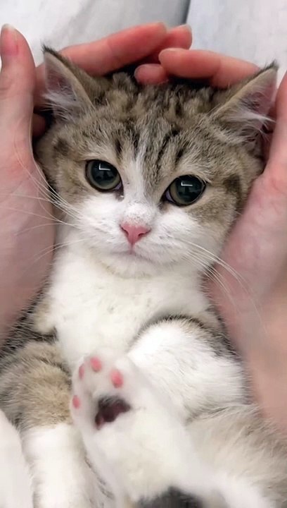 Cute Cat