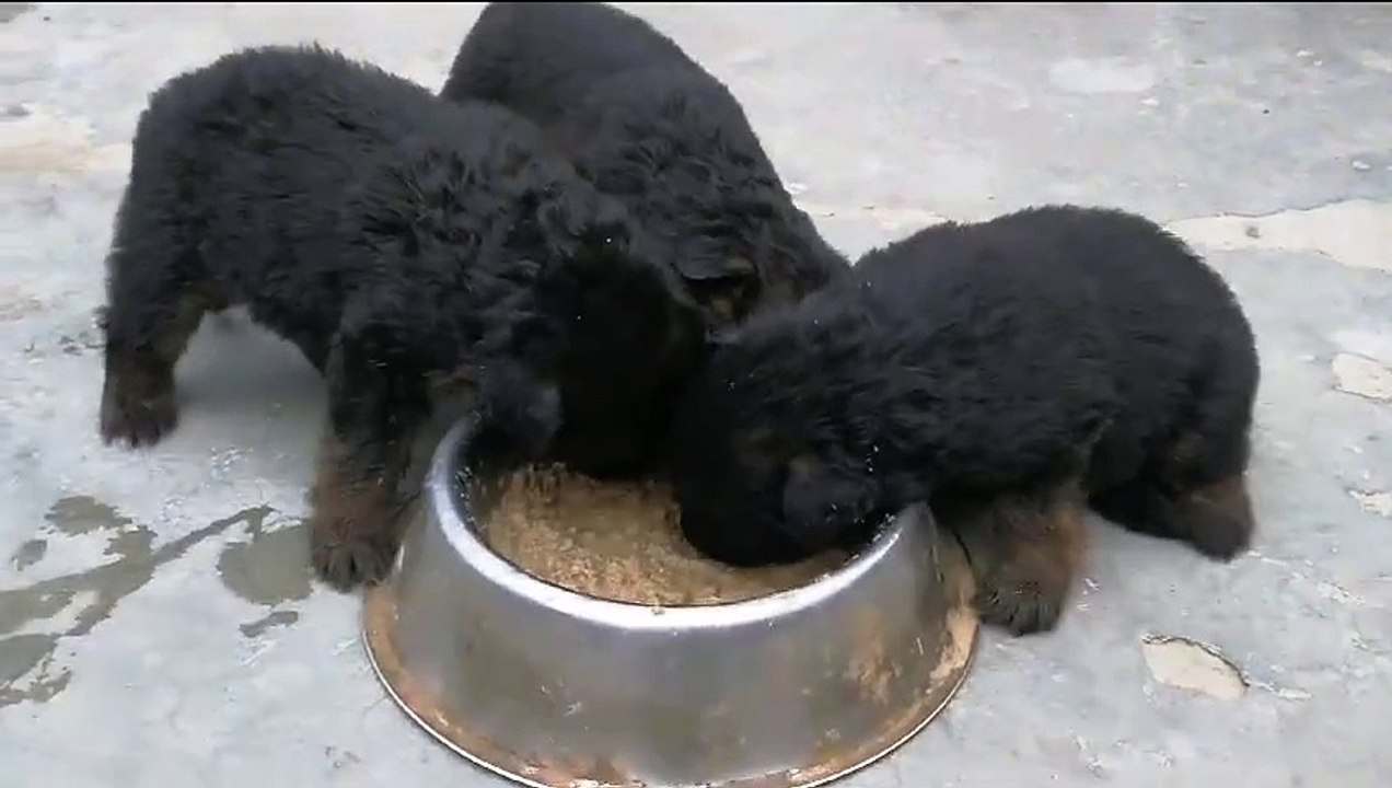 Cute German Shepherd puppies eating food together