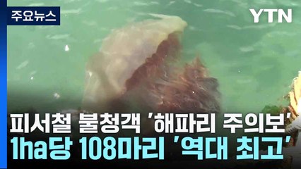 피서철 불청객 '해파리 주의보'...1ha당 108마리 '역대 최고' / YTN