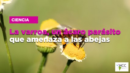 La varroa, un ácaro parásito que amenaza a las abejas