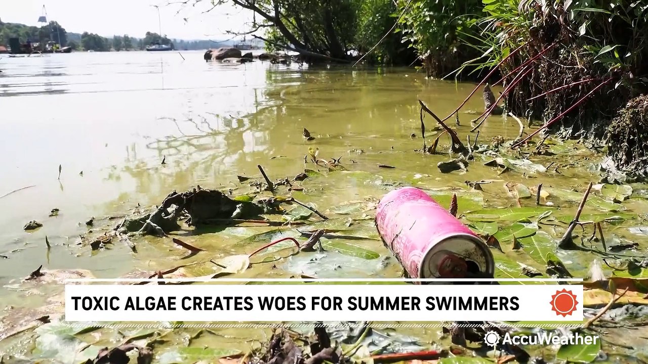 Toxic algae creates water woes for summer swimmers