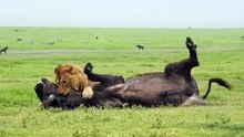 Amazing Footage of a Male Lion Taking Down a Buffalo with Consumate Ease Befofe your Very Eyes!