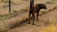 Cute Lion Gives Smooches to Puppy's Paw!