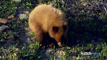 Top 10 Most Dangerous Animals in America