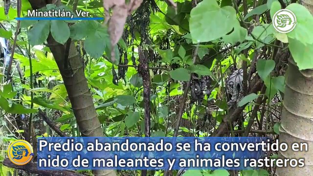 Predio abandonado se ha convertido en nido de maleantes y animales rastreros