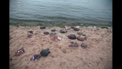 A Horseshoe Crab Story | movie | 2023 | Official Trailer