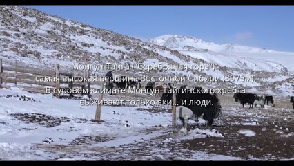 Здесь выживут только сарлыки | movie | 2024 | Official Trailer