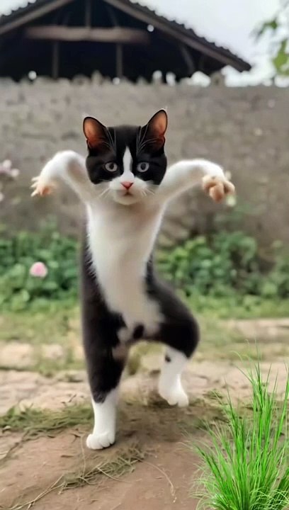 Funny cats dance 