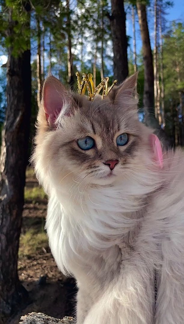 ⁣QUeen cat❤❤#cat#pets#shorts