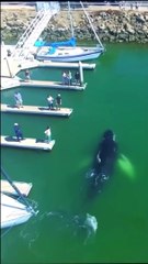 Incredible Footage of a Baby Humpback Whale Swimming in Marina___ _shorts _marinelife _viral _whale(720P_HD)