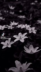 "Islamic Videos: Insight and Inspiration"