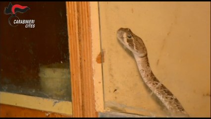 Serpenti pericolosi e tartaruga azzannatrice trasferiti dalla Sicilia