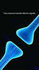 3D animation, how signals transfer in neuron?