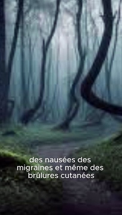 Le Mystère de la Forêt de Hoia Baciu - Made with C